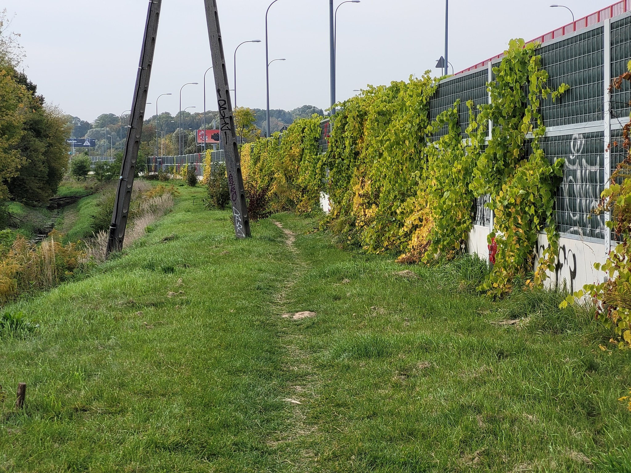 Pnącza za ekranami na Solidarności