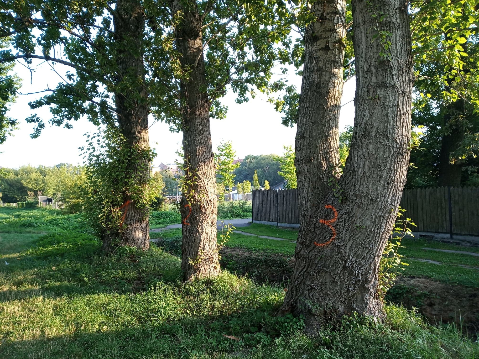 Trzy topole – wspomnienie