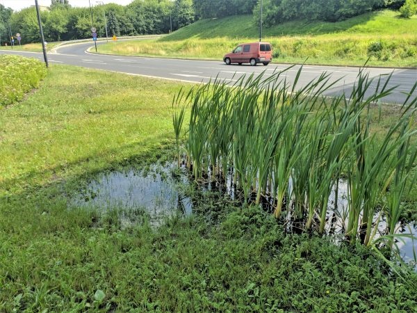 Dzikie trzciny na Solidarności