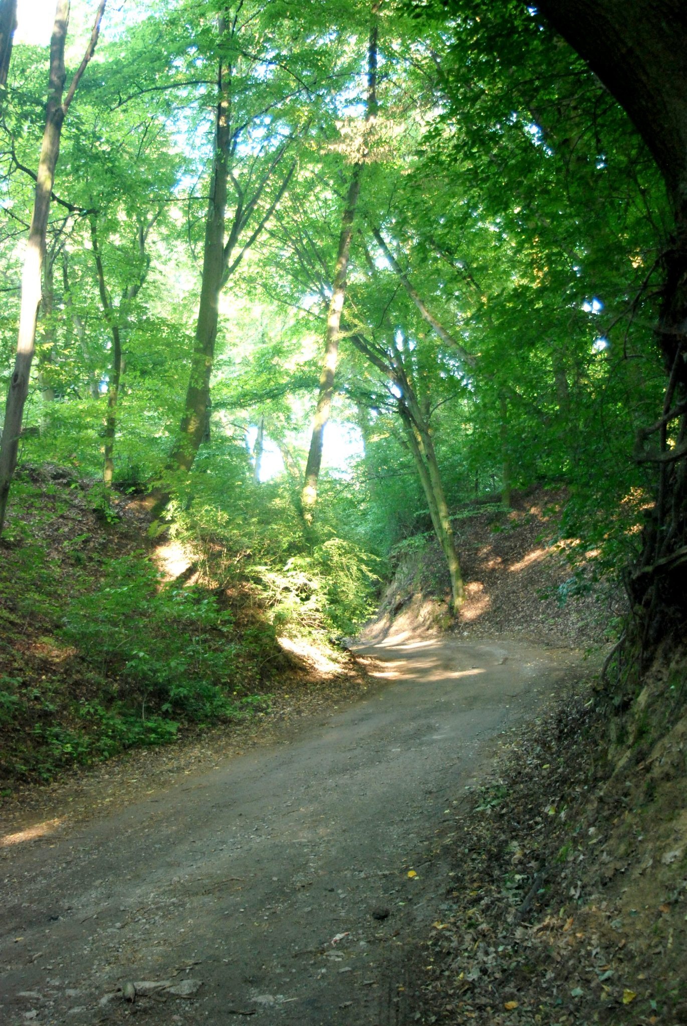 Ulica Węglinek / Płuca betonowej pustyni