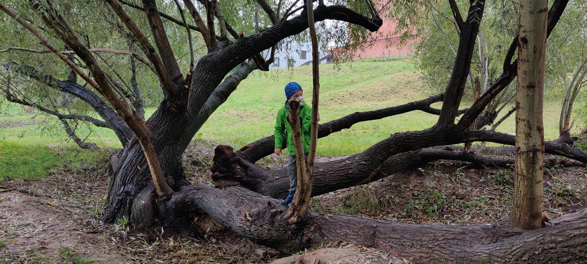 Wierzba do zabawy w parku Jana Pawła II