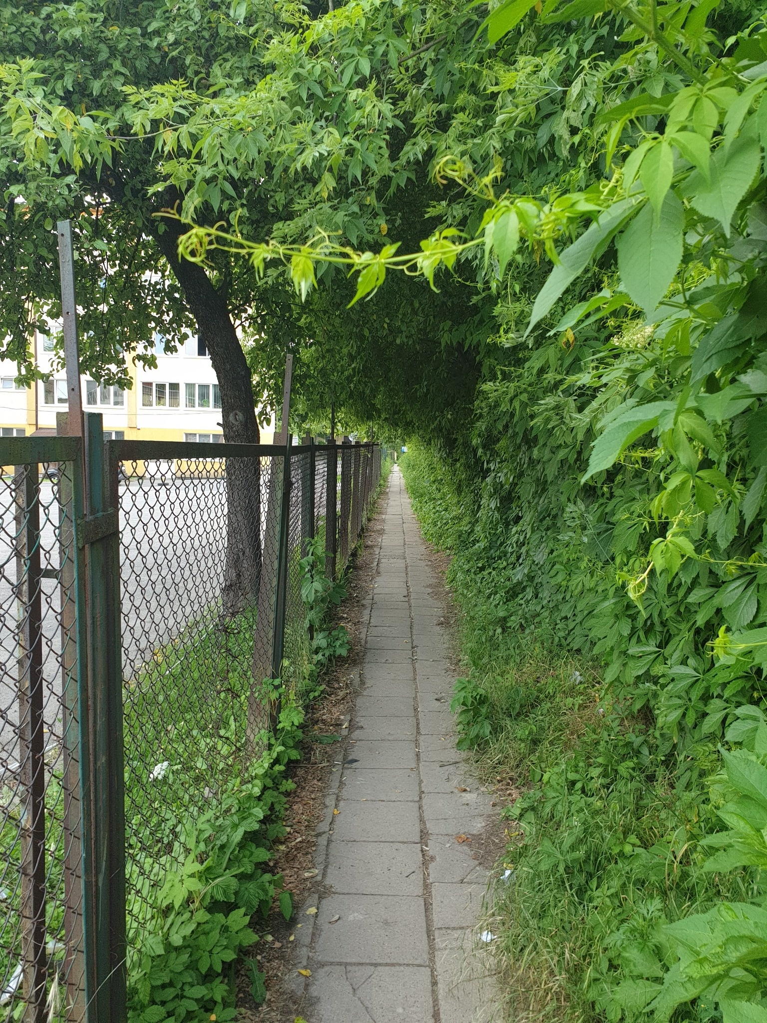 Zielony korytarz między Skromną i Wojciechowską