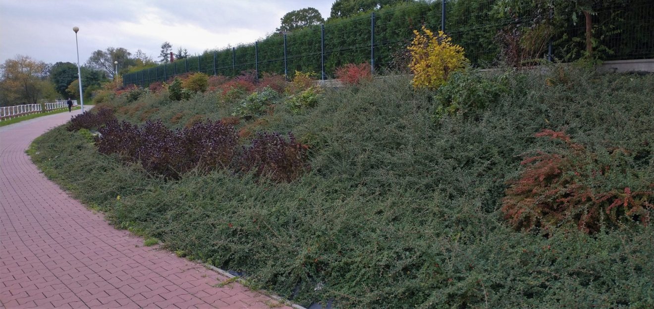 Zielona skarpa nad Zalewem