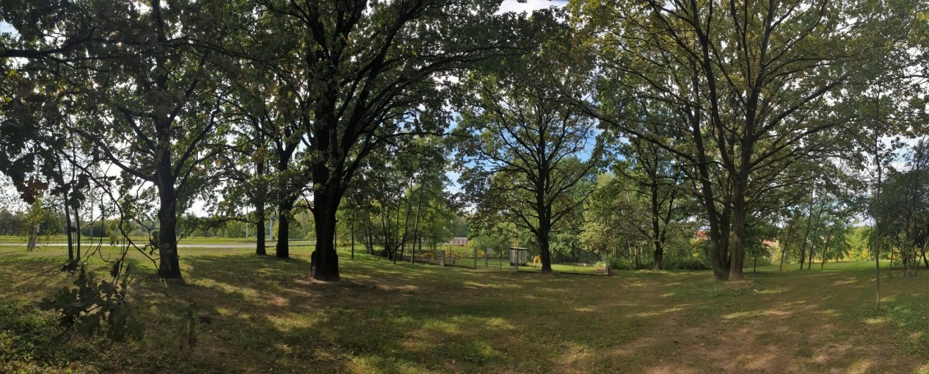 Zagajnik dębowy przy Jana Pawła II