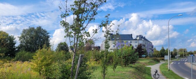 Drzewa obok chodnika i jezdni.