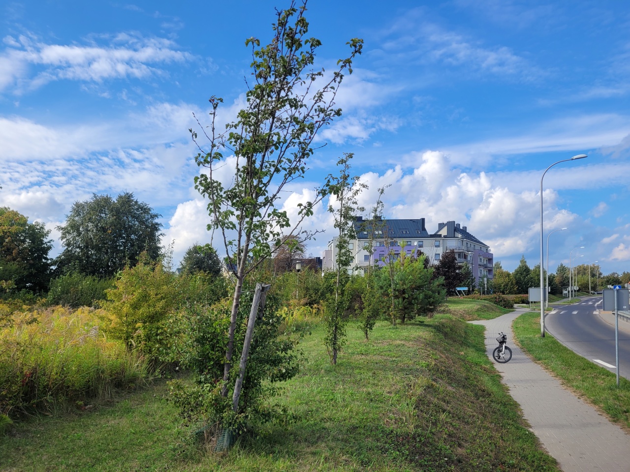 Drzewa obok chodnika i jezdni.