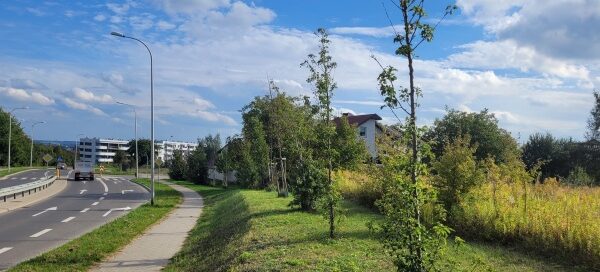 Drzewa przy jezdni i chodniku.