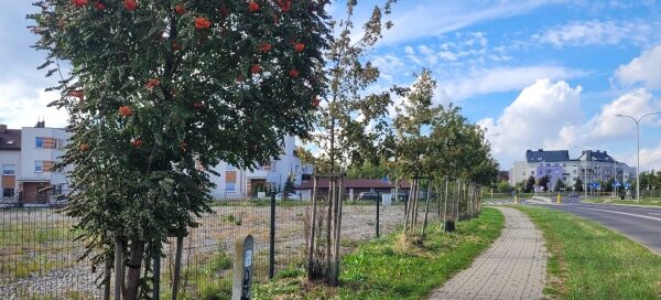 Drzewa przy ścieżce.