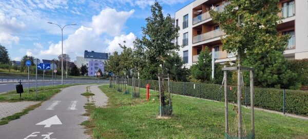 Drzewa przy ścieżce rowerowej.