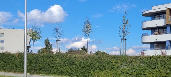 Zieleń przy jezdni.