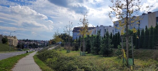 Zieleń przy chodniku.