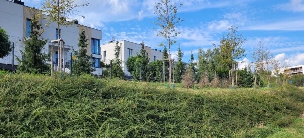 Roślinność. W tle widoczne bloki.