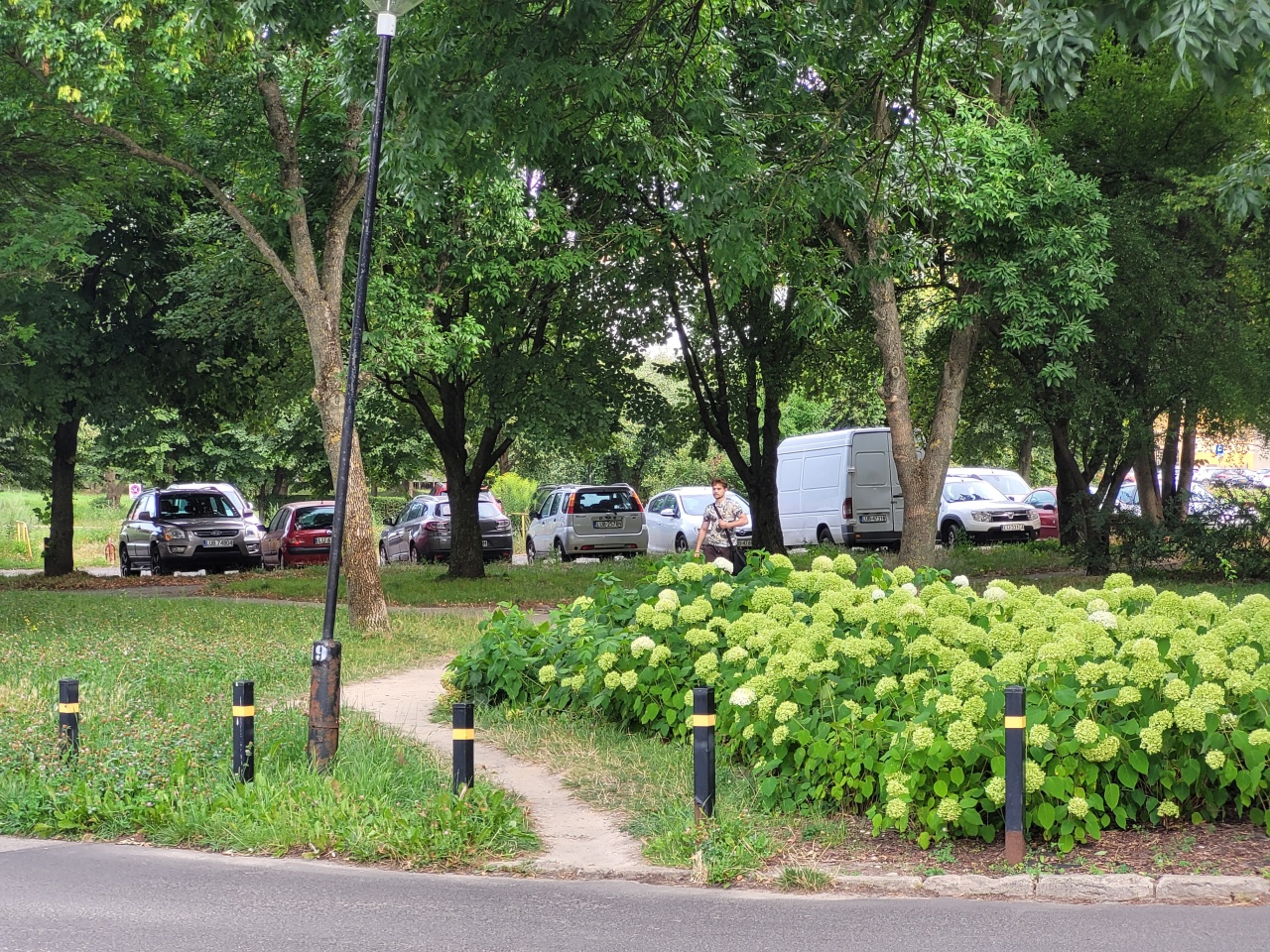 Teren zielony z kwiatami i drzewami obok drogi.