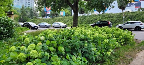 Teren zielony z kwiatami obok parkingu.