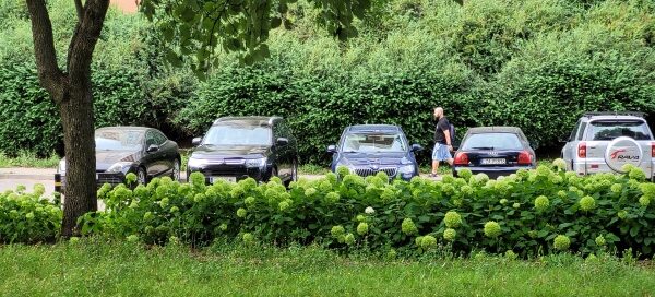 Trawnik z kwiatami i drzewami obok parkingu.