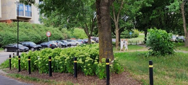 Teren zielony z kwiatami i drzewami obok drogi.