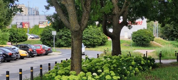 Teren zielony z kwiatami i drzewami obok drogi.