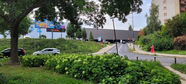 Teren zielony z kwiatami.