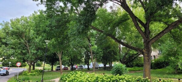 Tren zielony z kwiatami i drzewami obok ulicy.