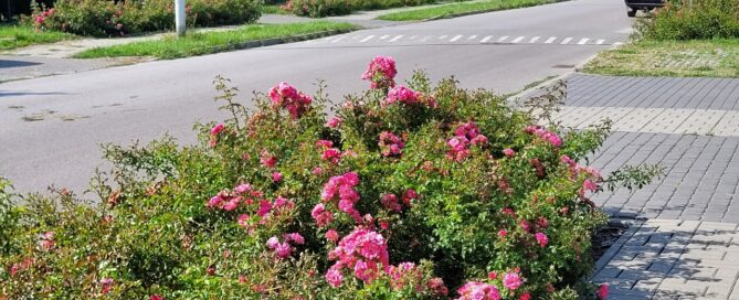 Pas zieleni z kwiatami, oddzielający chodnik od ulicy.