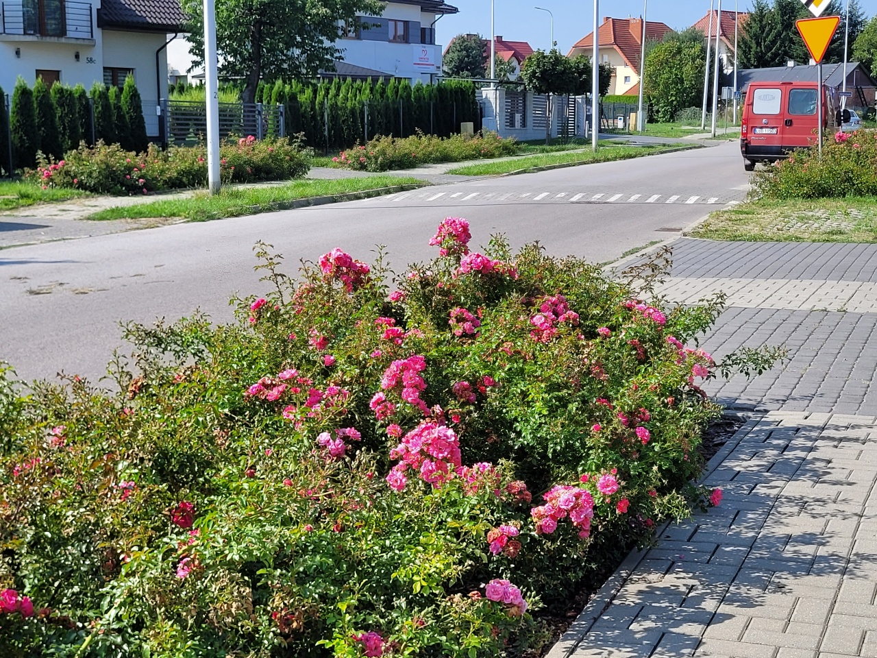 Pas zieleni z kwiatami, oddzielający chodnik od ulicy.
