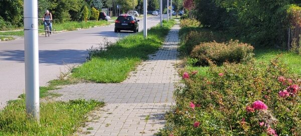 Trawniki z nasadzeniami obok chodnika i jezdni.