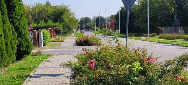 Pas zieleni z kwiatami, oddzielający chodnik od ulicy.