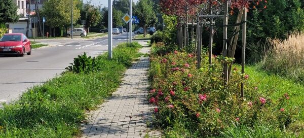 Trawniki z nasadzeniami oddzielające chodnik od jezdni.