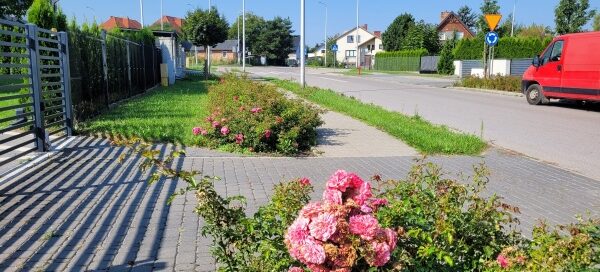 Trawniki z nasadzeniami obok ulicy.