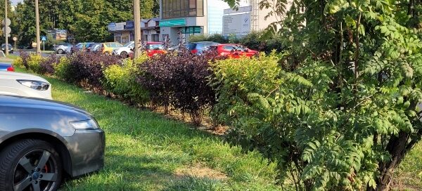 Pas zieleni przy parkingu.