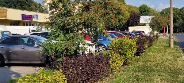 Pas zieleni przy parkingu.