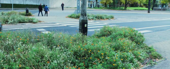 Łąka przy przejściu dla pieszych.