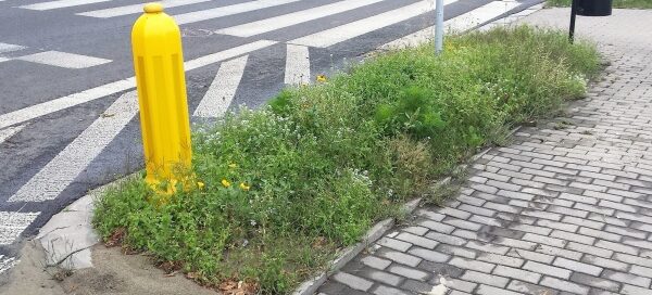 Łąka przy przejściu dla pieszych.