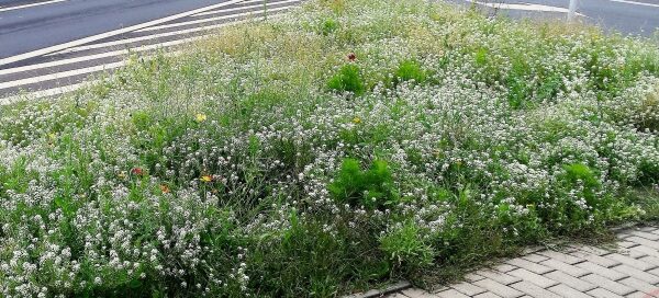 Łąka przy skrzyżowaniu ulic.