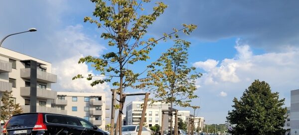 Teren zielony przy blokach.