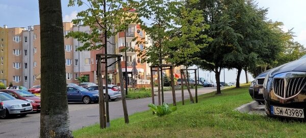 Teren zieleni przy drodze.