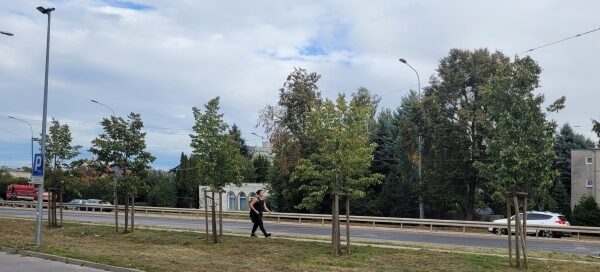 Droga, pas zieleni z drzewami.