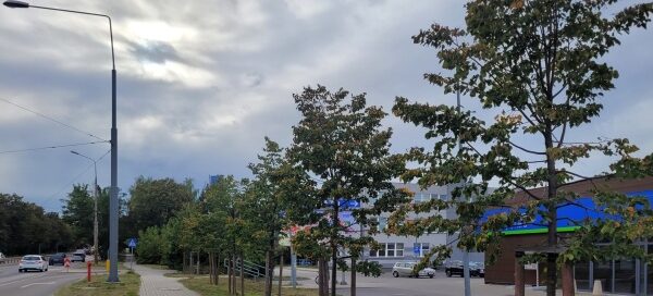 Ścieżka dla pieszych, pas zieleni z drzewami oraz droga.