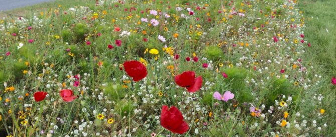 Kwiecista łąka, zasiana na pasie zieleni, między dwoma ulicami.