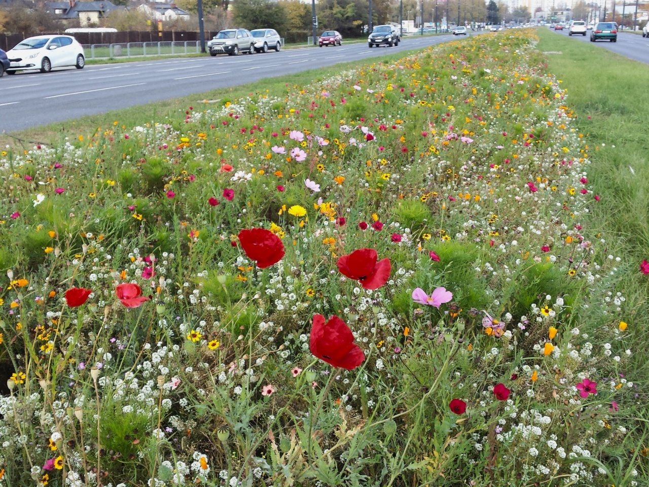 Kwiecista łąka, zasiana na pasie zieleni, między dwoma ulicami.