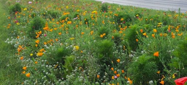 Kwiecista łąka, zasiana na pasie zieleni, między dwoma ulicami.