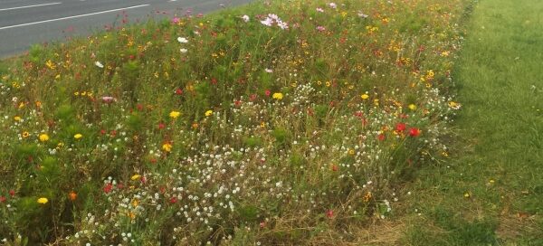 Kwiecista łąka, zasiana na pasie zieleni, między dwoma ulicami.