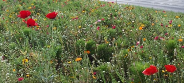 Kwiecista łąka, zasiana na pasie zieleni, między dwoma ulicami.