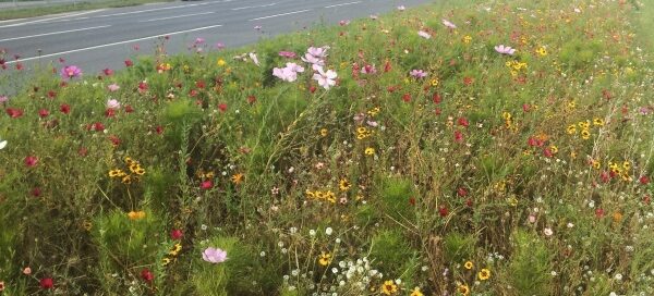 Kwiecista łąka, zasiana na pasie zieleni, między dwoma ulicami.