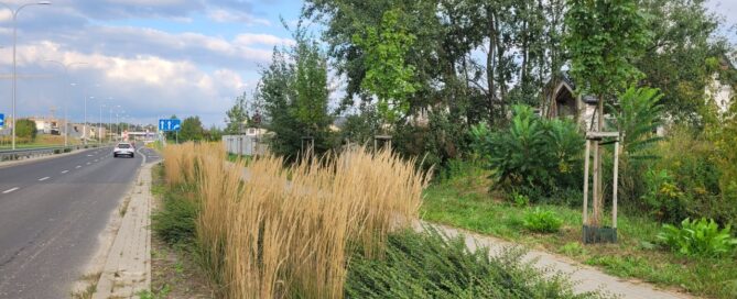 Nasadzenia na pasie zieleni obok drogi.