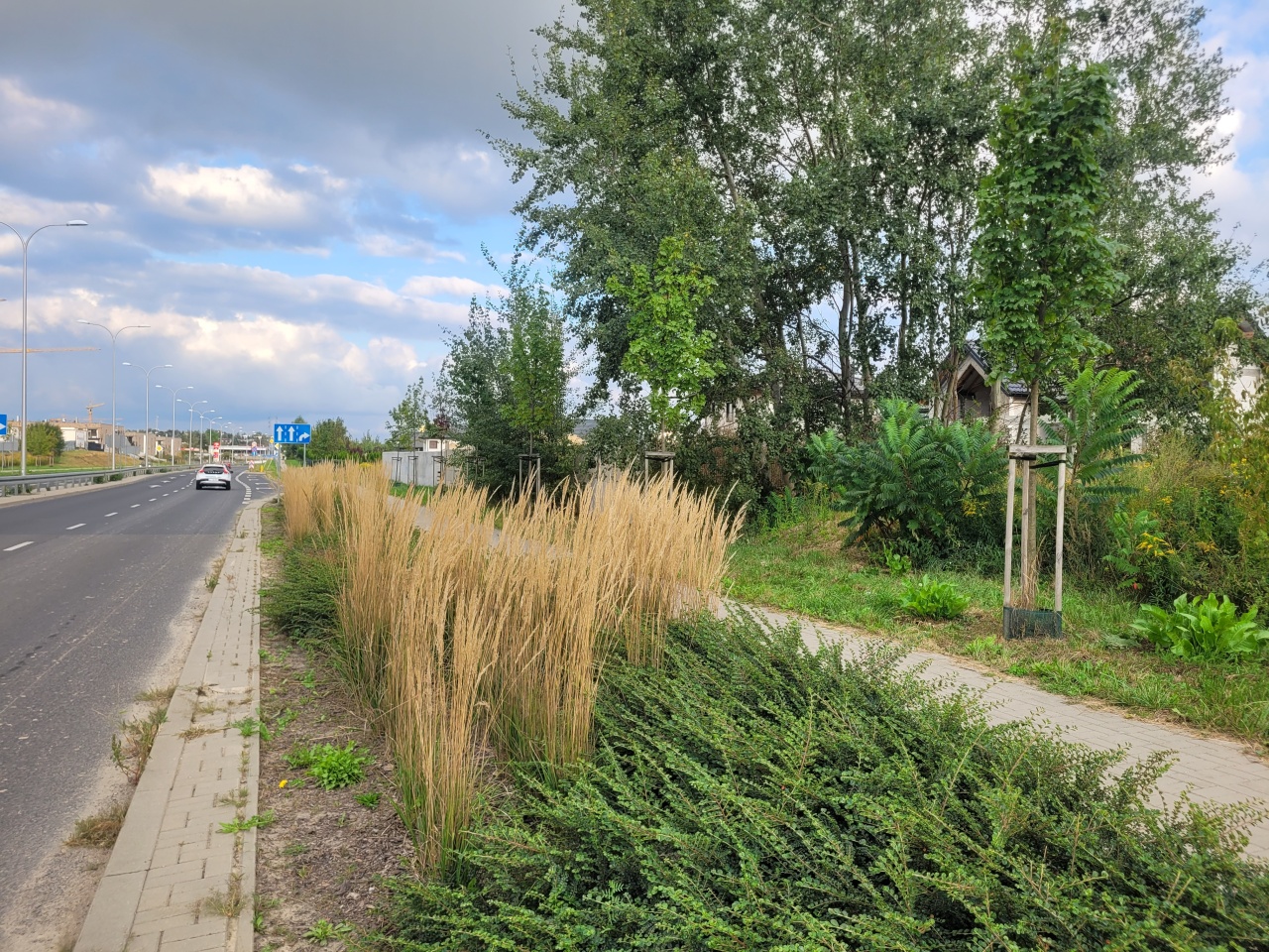 Nasadzenia na pasie zieleni obok drogi.