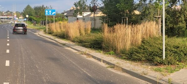 Jezdnia. Obok pas zieleni z nasadzeniami.