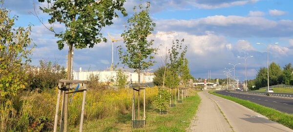 Nasadzenia na pasie zieleni przy drodze.