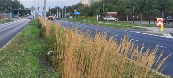 Nasadzenia na pasie zieleni pomiędzy dwoma jezdniami.