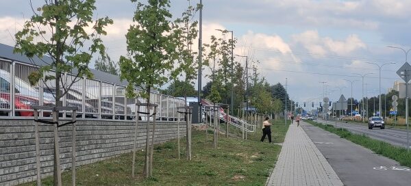 Pas zieleni z nasadzeniami obok chodnika i ścieżki rowerowej.